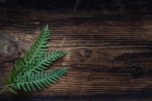 Best Indoor Ferns & Different Types and Varieties
