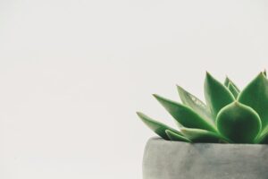 9 Best Succulents for Indoors