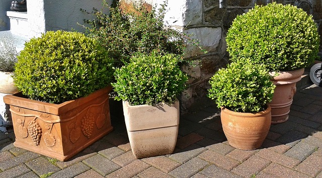 Best Artificial Boxwood Buxus
