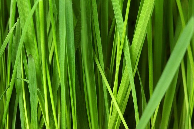 Best Artificial Grass Plants