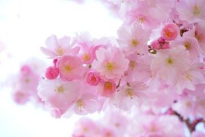 Best Artificial Cherry Blossom Trees