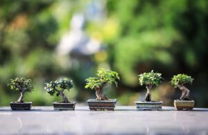 What are the Best Bonsai Trees for Beginners?