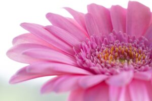 Best Artificial Gerbera Flowers