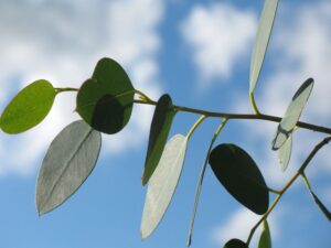 Best Artificial Eucalyptus