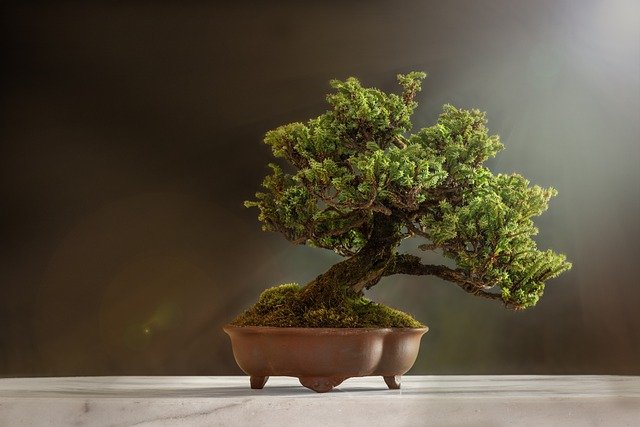 Best Bonsai Trees For Indoors