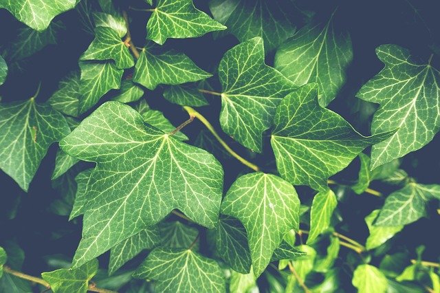 Best Artificial Ivy Plants & Garlands