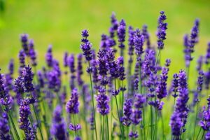 Best Artificial Lavender Plants For Outdoors