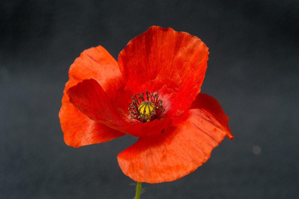 Best Artificial Poppies In the UK
